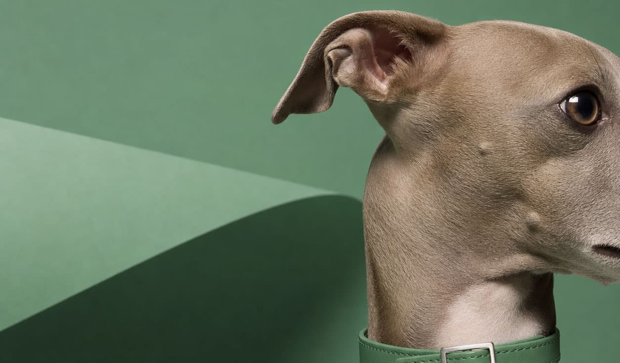 Animale